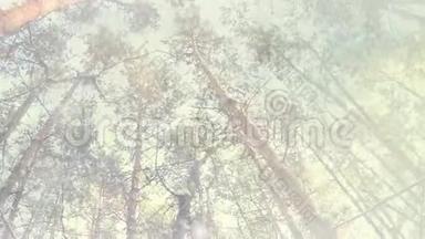 冬<strong>天降</strong>雪的森林松树
